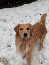 Golden retriever 100% americani