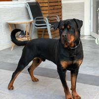 Zeus rotwaier di 3 anni maschio x monta