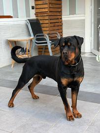 Zeus rotwaier di 3 anni maschio x monta