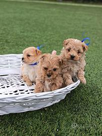 Maltipoo toy mini champagne