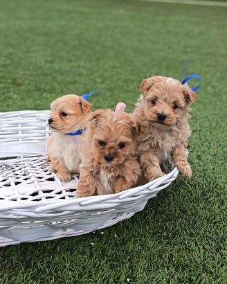 Maltipoo toy mini champagne