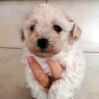 Cuccioli Maltipoo