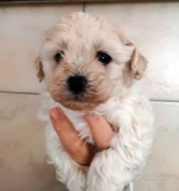 Cuccioli Maltipoo