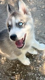 Cuccioli Siberian Husky Pedigree