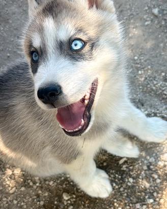Cuccioli Siberian Husky Pedigree