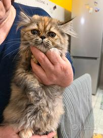 Gatti persiani