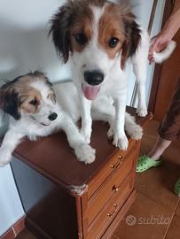animali
