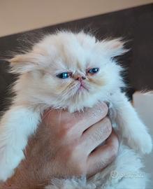 Cucciolo persiano
