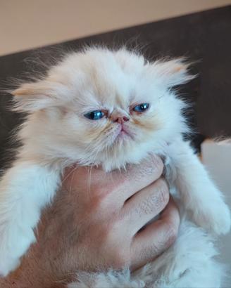 Cucciolo persiano