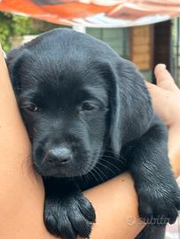 Labrador retriever cucciola