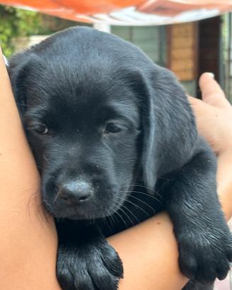 Labrador retriever cucciola