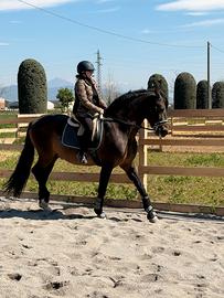 Cavallo in mezza fida