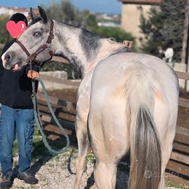 Cavalla paint occhi ice