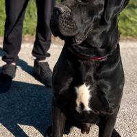 Maschio cane corso per monta