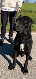 Maschio cane corso per monta