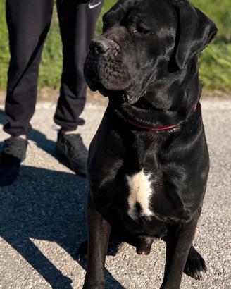 Maschio cane corso per monta