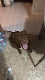 Pitbull