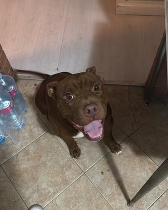 Pitbull