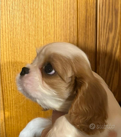 Cavalier king cucciolo