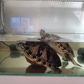 Tartarughe con acquario completo