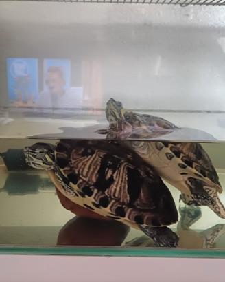 Tartarughe con acquario completo