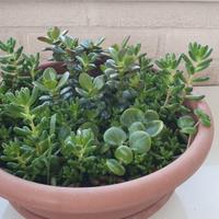 Composizione di piante succulente