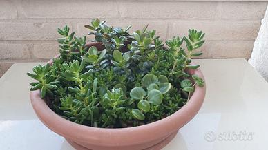 Composizione di piante succulente