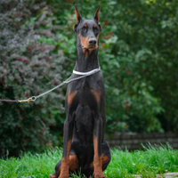 Dobermann femmina
