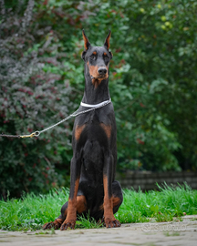 Dobermann femmina