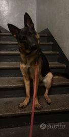 Pastore Tedesco Femmina