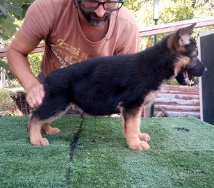 Cuccioli di pastore tedesco genealogia tedesca