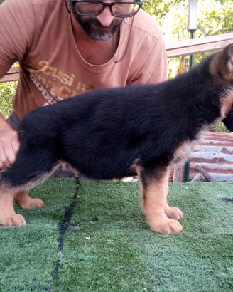 Cuccioli di pastore tedesco genealogia tedesca
