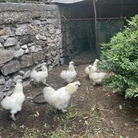 Galline e galli Moroseta