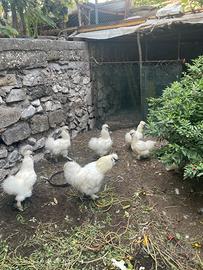 Galline e galli Moroseta