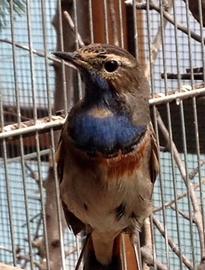 Ciuffolotti , cardellini , cardinali , estrildidi