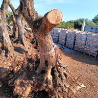alberi di ulivo interi