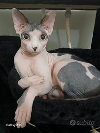 Canadian Sphynx Monte