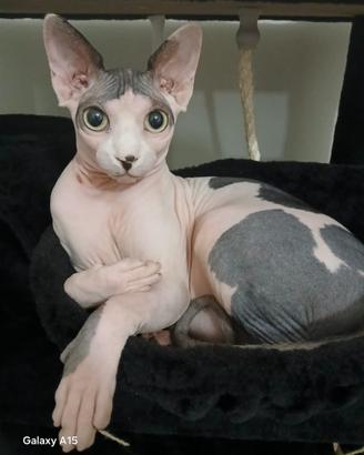 Canadian Sphynx Monte
