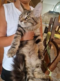 Cucciola di Maine Coon - Marina Lab - Pedigree