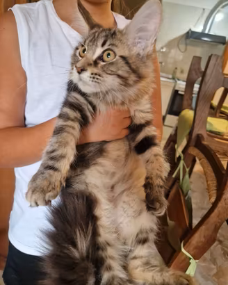 Cucciola di Maine Coon - Marina Lab - Pedigree