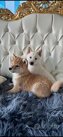 Shiba inu