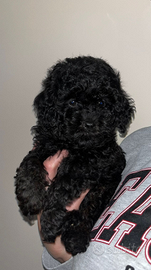 Barboncina Total black