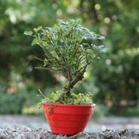 Bonsai Gelsomino
