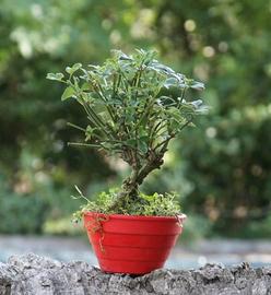 Bonsai Gelsomino