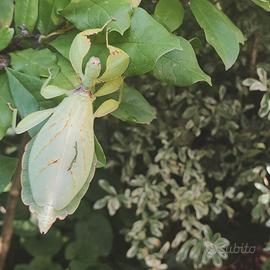 Phyllium tobeloense (Galela)