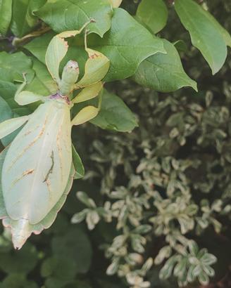 Phyllium tobeloense (Galela)