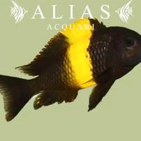 Tropheus kiriza black