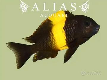 Tropheus kiriza black