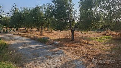 terreno agricolo con uliveto