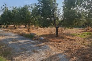 terreno agricolo con uliveto